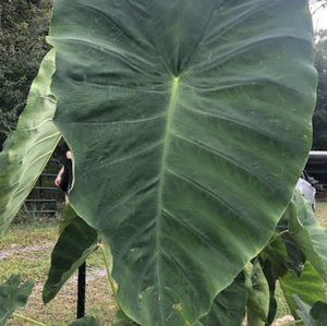 Meet your Posher, Serenity